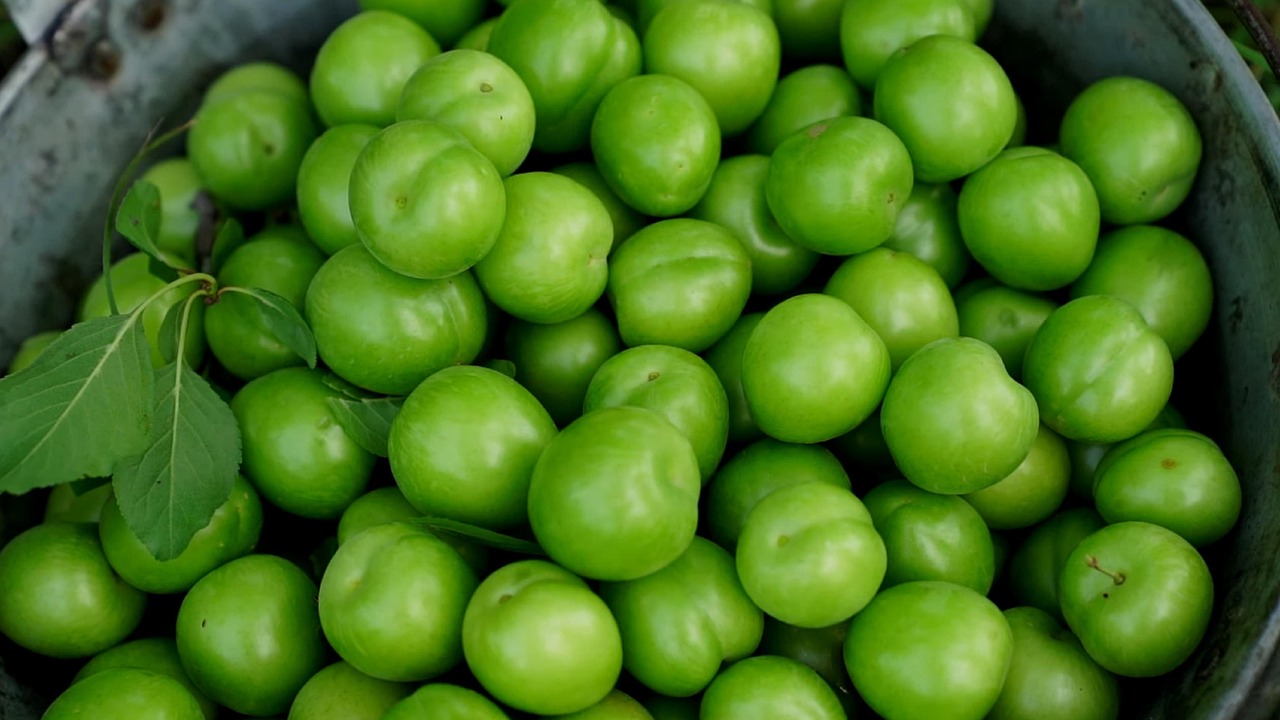 Citrusfrugt Krydsord